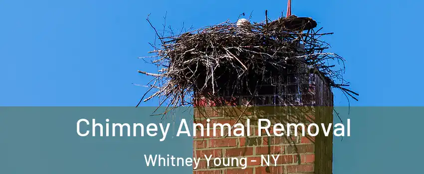 Chimney Animal Removal Whitney Young - NY