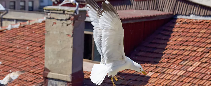 Residential Chimney Animal Removal Solution in Getty Square, NY